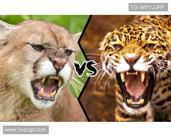 老虎大学与美洲狮子激烈对决谁将赢得这场精彩的较量